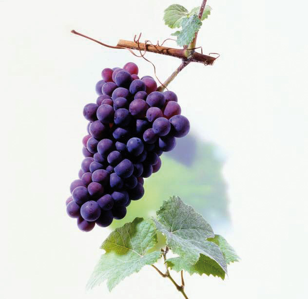 Schwarzriesling oder Müllerrebe