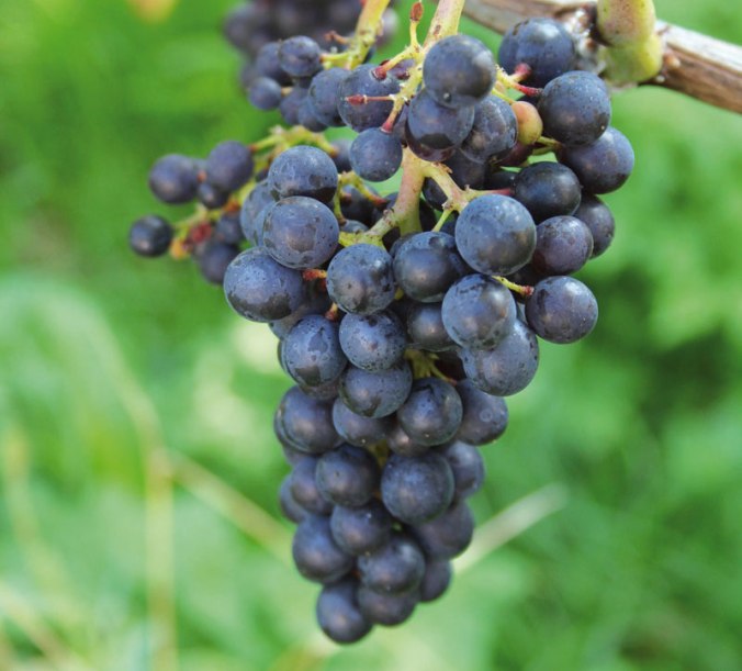 Roter Schwabe